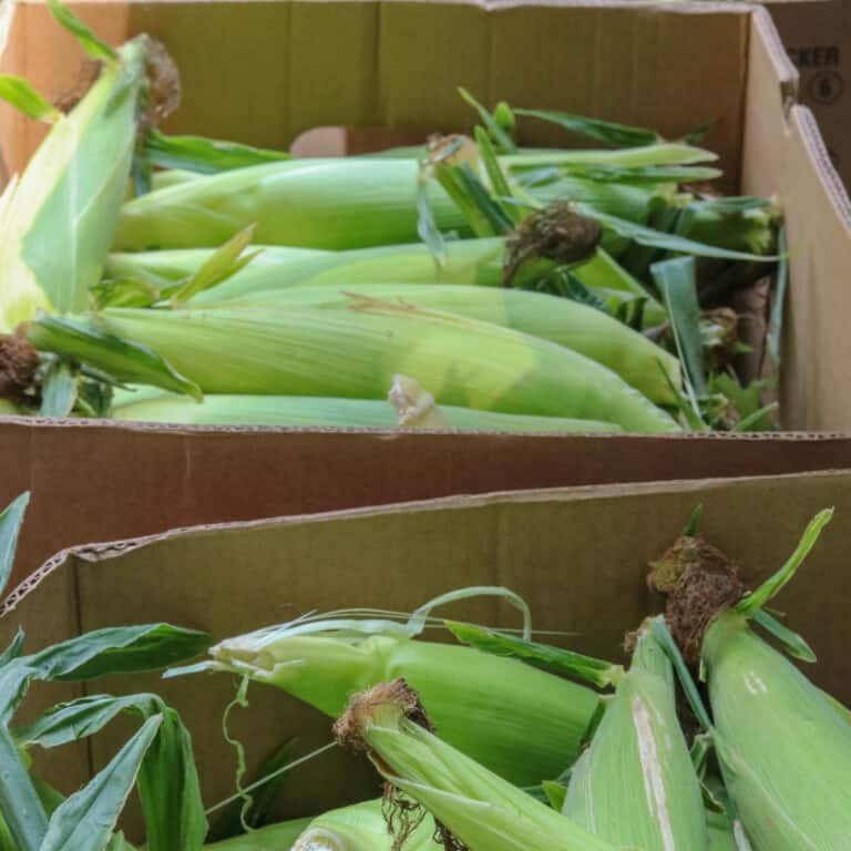 Boxes of unshucked corn on the cob to be used to freeze fresh corn.